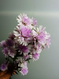 Close-up of purple flowers