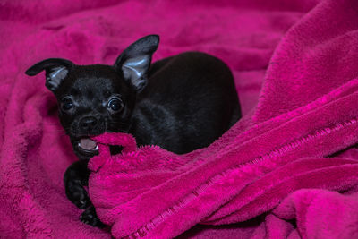 Close-up of black dog on bed