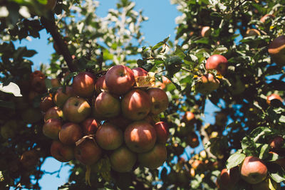 Low angle view of apples growing on tree