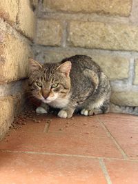 Cat sitting on wall