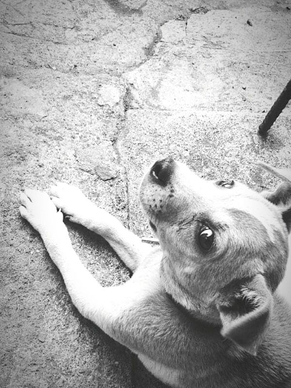 HIGH ANGLE VIEW OF DOG LYING DOWN ON DIRT