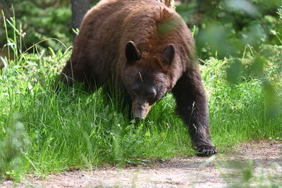 Black bear  walking in a forest