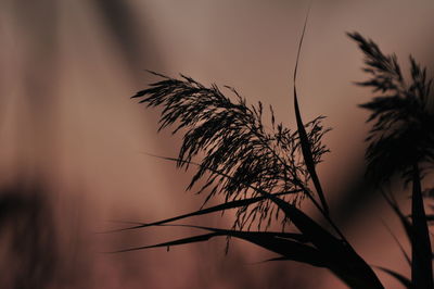 plant