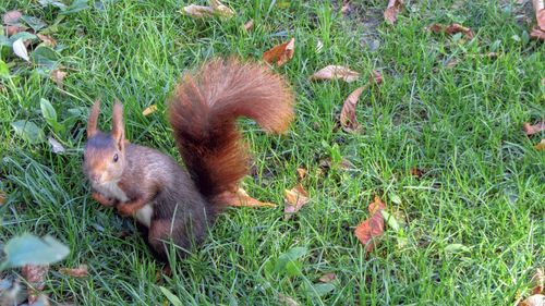 High angle view of squirrel on field