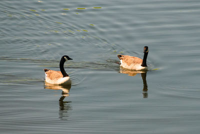 Swans swimming in lake