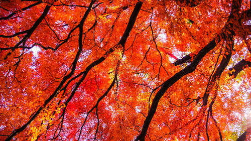 Low angle view of autumnal tree