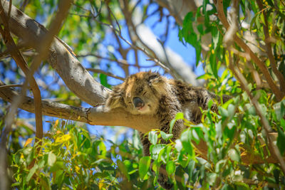 Low angle view of a squirrel on tree