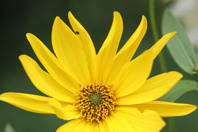 Close-up of yellow flower