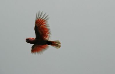 Low angle view of cockatoo flying against clear sky