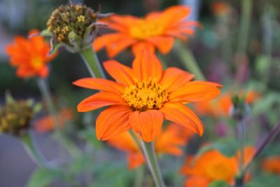 Close-up of orange flowers blooming outdoors