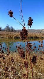 Scenic view of lake against clear blue sky