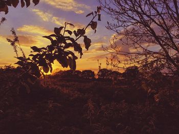 Silhouette trees on landscape against sky at sunset