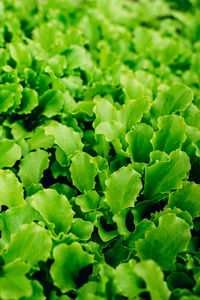 Full frame shot of green leaves