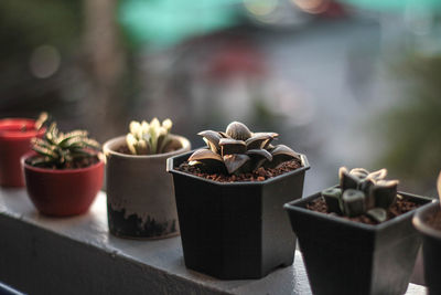 Close-up of succulent potted plants on railing