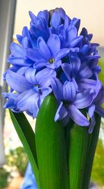 Close-up of purple flowers blooming outdoors