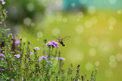 Close-up of bee on flower