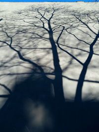 Bare trees on snow covered landscape