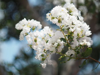 Close-up of white cherry blossom tree