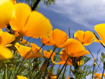 Low angle view of yellow flowering plants against sky