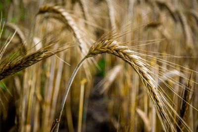 Close-up of wheat growing on field