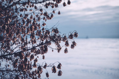 Dry tree by lake against sky