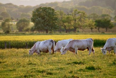 Cows in a field