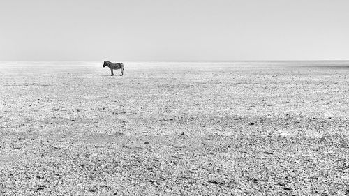 View of dog on beach