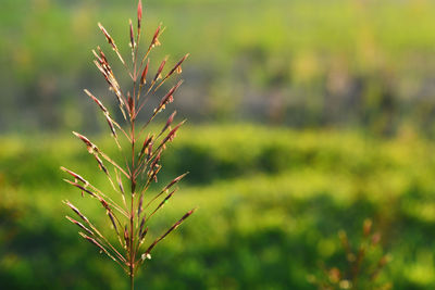 Close-up of plant growing on field