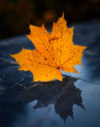 Close-up of yellow maple leaves