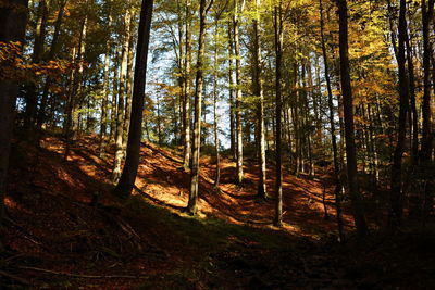 Trees in forest