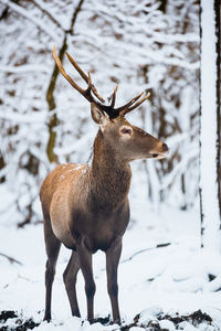 Deer standing on snow covered land