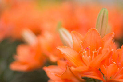 Close-up of orange flowers blooming outdoors