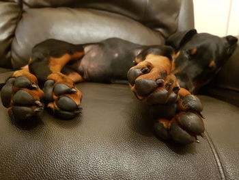 Close-up of dog relaxing on bed at home