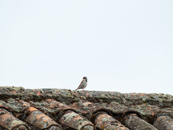 Bird perching on rock against clear sky