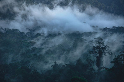 Scenic view of trees against sky in morning mist borneo