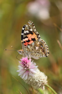 Close-up of butterfly pollinating on purple flower