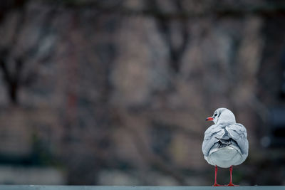 Rear view of a seagull against blurred background