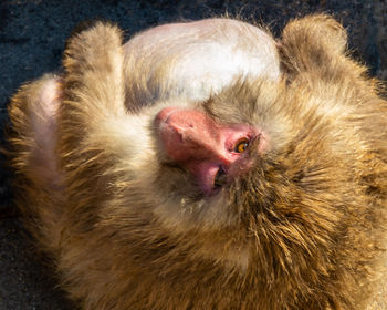Close-up portrait of a monkey