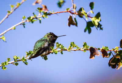 Low angle view of bird perching on branch