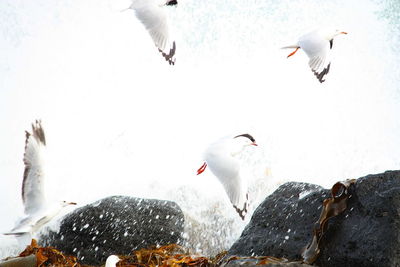 Seagulls flying in snow