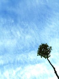 Low angle view of tree against blue sky