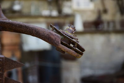 Close-up of branches against blurred background