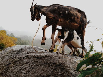 Side view of a horse on rock