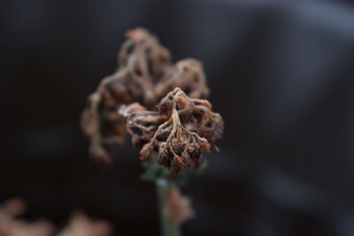 Close-up of wilted flower