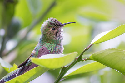 Close-up of bird perching on plant