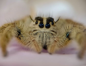 Close-up of spider