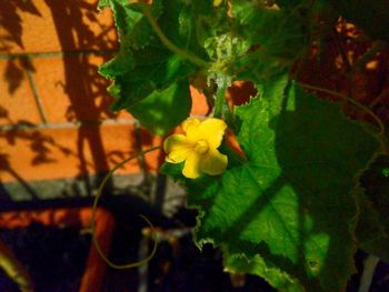 Close-up of yellow flowering plant