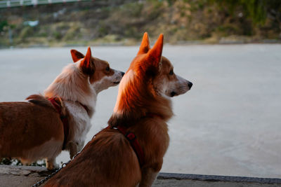 Dogs looking away