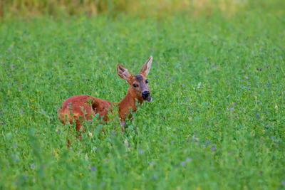 Deer in a field