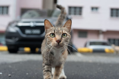 Close-up of cat